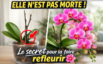 Comment faire refleurir un Phalaenopsis