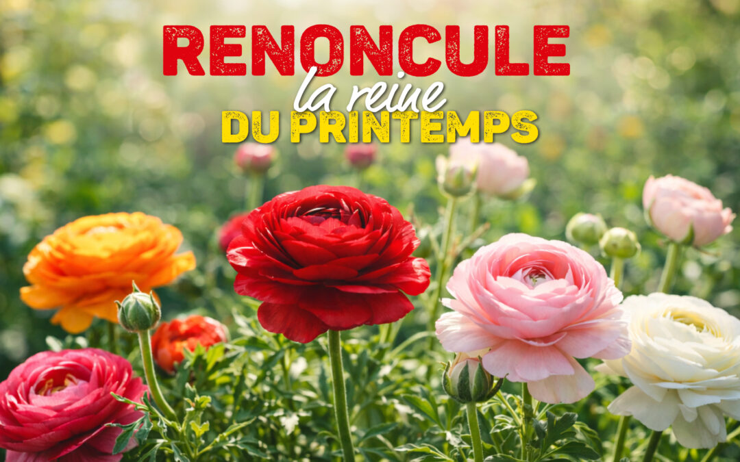 Renoncule : la reine du printemps au jardin et en pot