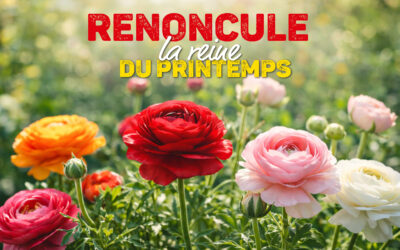 Renoncule : la reine du printemps au jardin et en pot