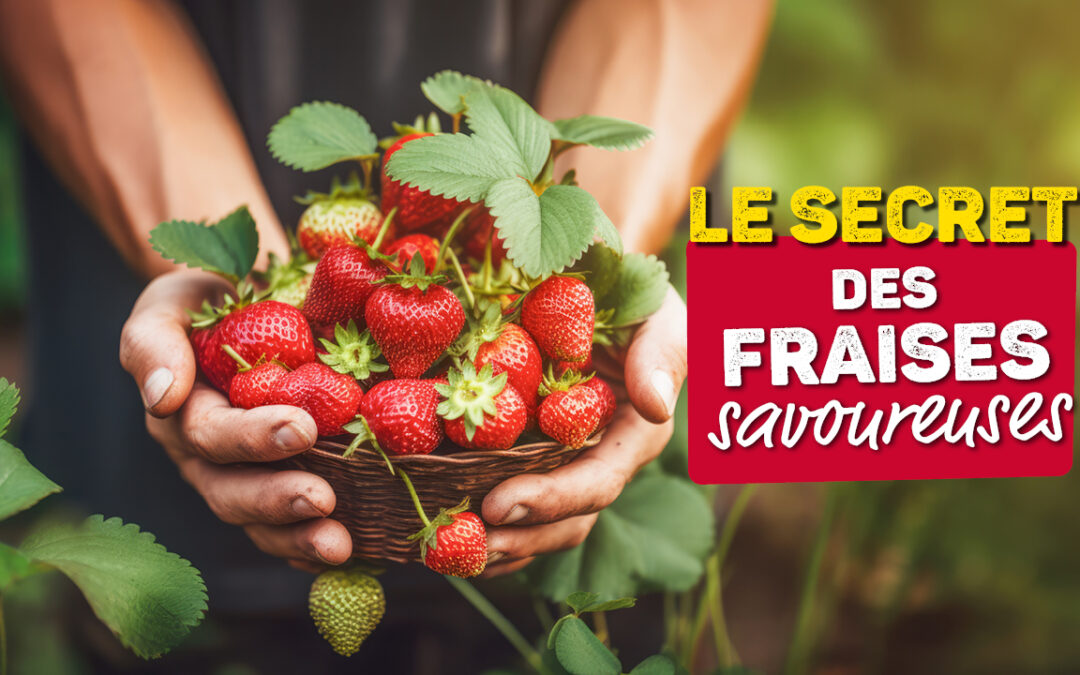 Fraises savoureuses jardin : réussir facilement sa récolte