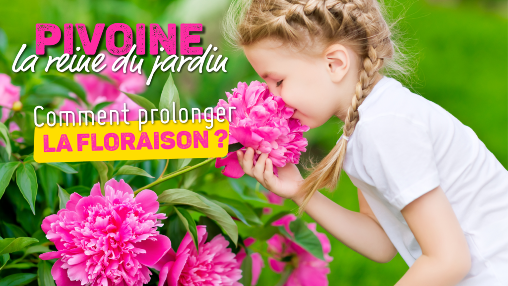 Pivoine en juin : comment prolonger la floraison ?