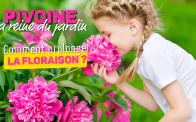 Pivoine en juin : comment prolonger la floraison ?