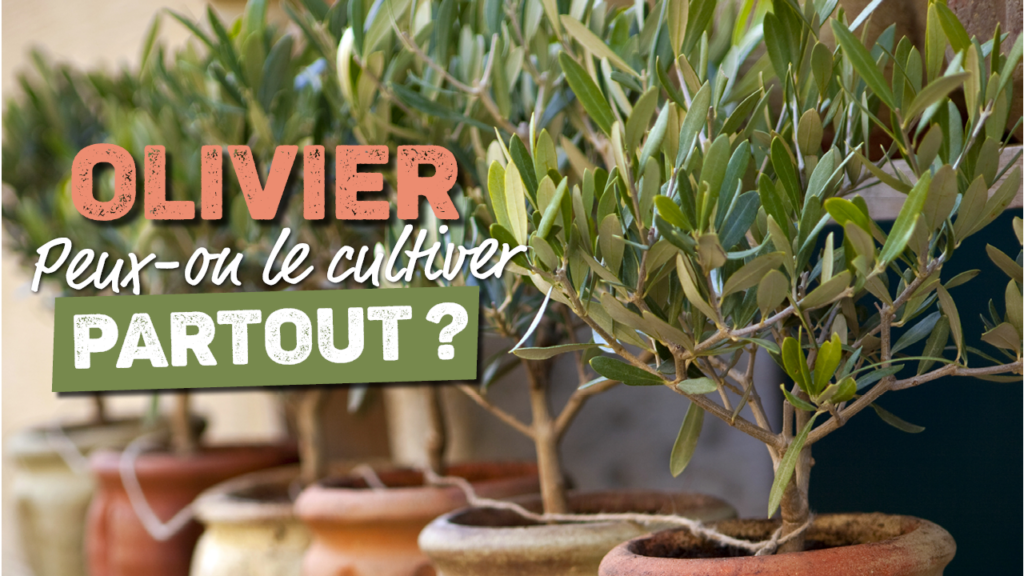 Cultiver un olivier : conseils plantation et entretien