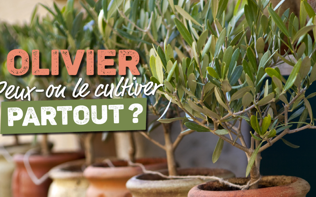 Cultiver un olivier : conseils plantation et entretien