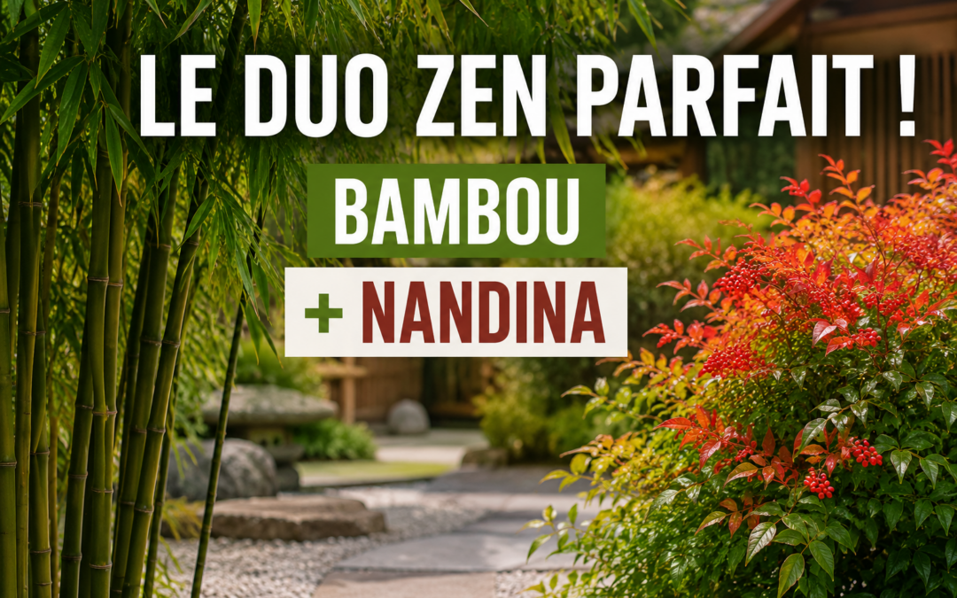 Bambou et Nandina : l’association parfaite pour un jardin japonais