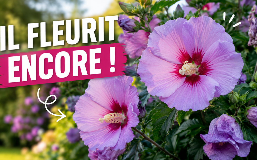 Hibiscus syriacus : comment cultiver et entretenir l’althéa au jardin ?