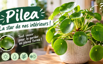 Pilea peperomioides : entretien et conseils pour le garder en forme