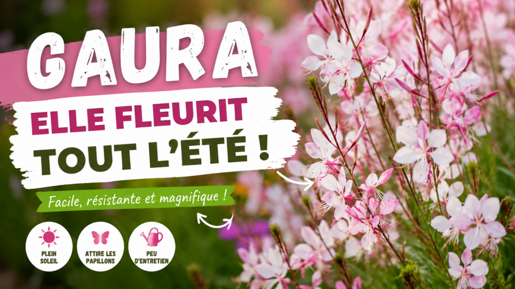 Gaura : plantation, entretien et conseils pour une belle floraison