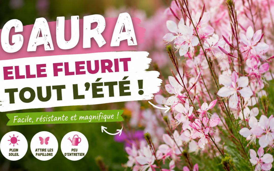 Gaura : plantation, entretien et conseils pour une belle floraison
